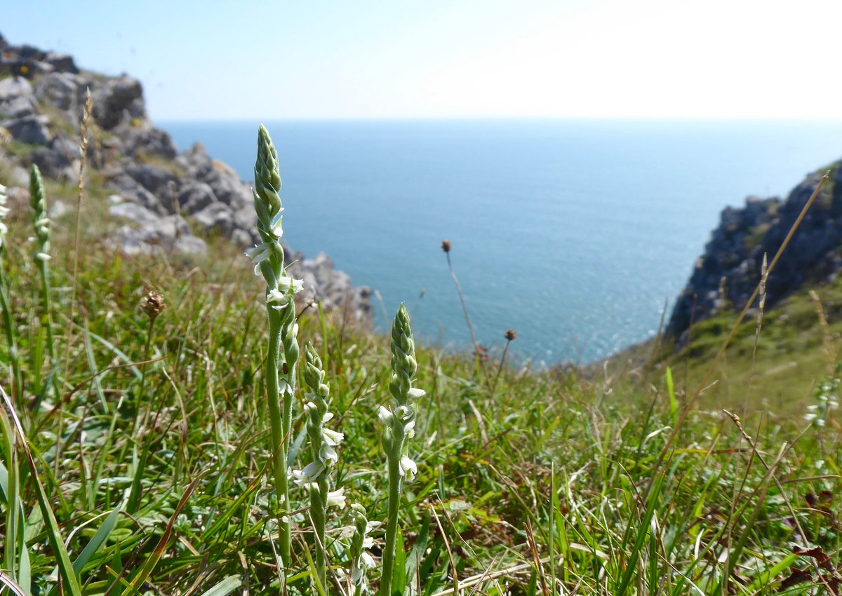 EcoBraine's tweet photo. Autumn lady's-tresses (Spiranthes spiralis) from Three Cliffs Bay on the beautiful Gower Peninsula today. My favourite latin name because it seems to perfectly describe the plant- Lady's spiral. An awesome treat after a weekend of sun and surfing #wildflowerhour https://t.co/9s0uUhwrKs