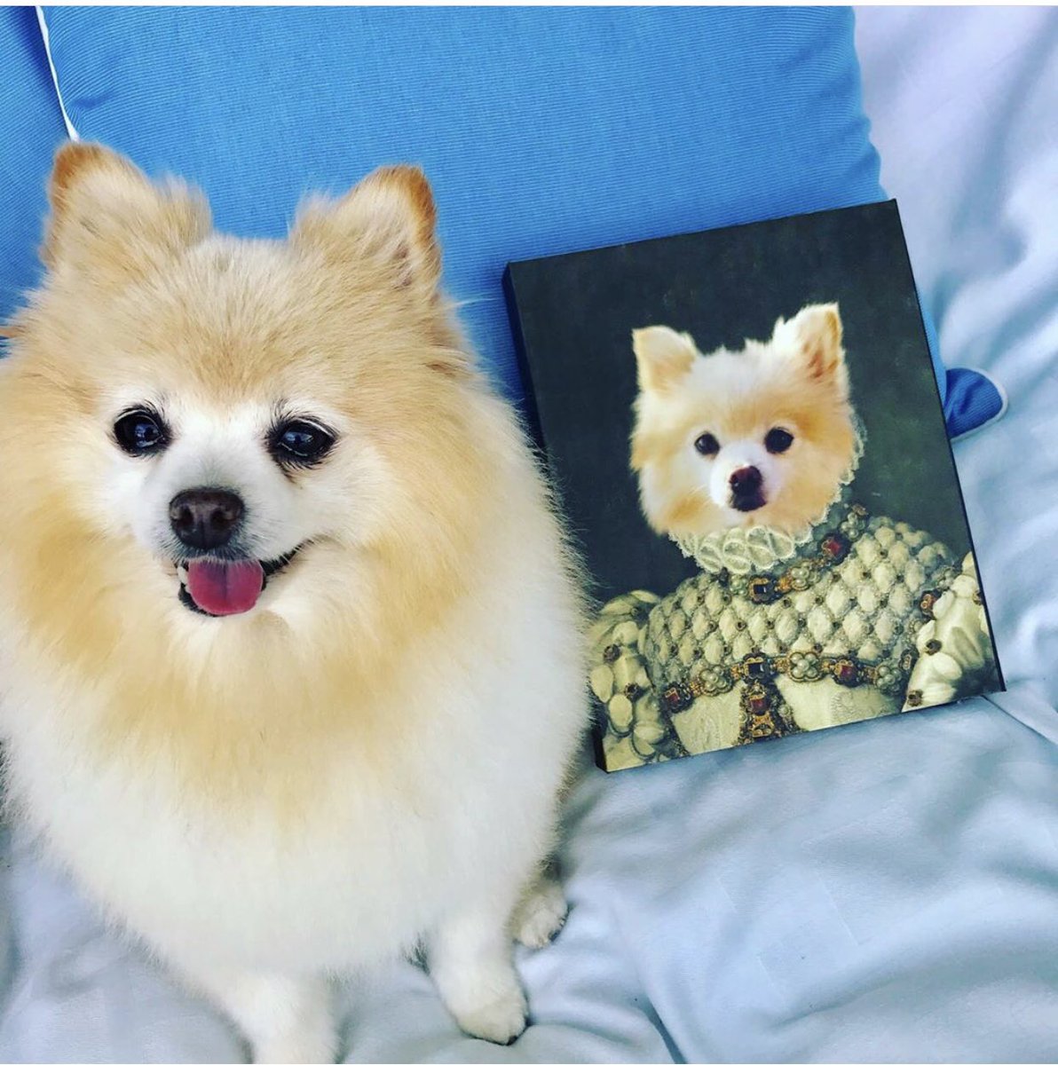 MirSellsLuxury's tweet photo. Introducing #HRH Princess Sparkles! Thank u @CrownAndPaw 4 doing such a great Royal portrait of @SparklesIsFancy 🐾🐕👑 👸🏻#sparklesisfancy #dogmodel #adoptdontshop #petfinder #barknbitches #RoyalDog #RoyalPoms #RoyalPomeranian #pomeraniansoftwitter #PrincessSparkles https://t.co/FblMNjPnJC