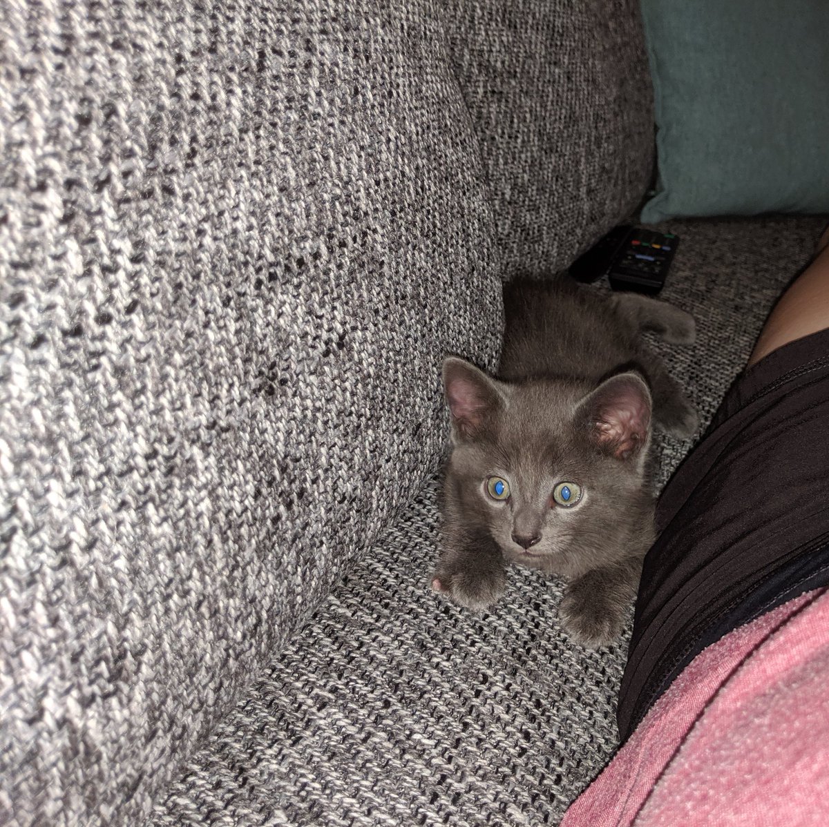 MissS_Kimble's tweet photo. @brassoteach Trying to help this little dude find a cool place to lay down! #SundayInTheSun https://t.co/Q9lXbayTvb