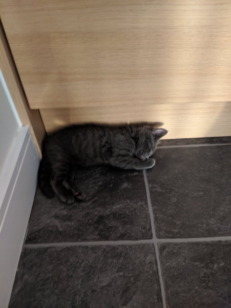 MissS_Kimble's tweet photo. @brassoteach Trying to help this little dude find a cool place to lay down! #SundayInTheSun https://t.co/Q9lXbayTvb