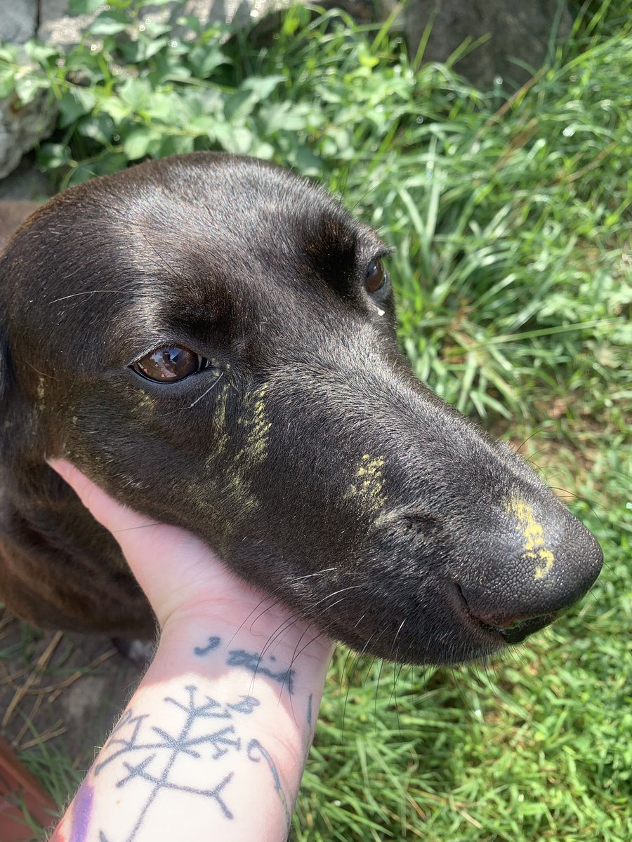 sky_lepidus's tweet photo. Well, now I know why petting the dog makes me sneeze.  

I’ve never had allergies before and this is incredibly annoying. 

#allergies #thanksdog https://t.co/tuDQ0GRw0F