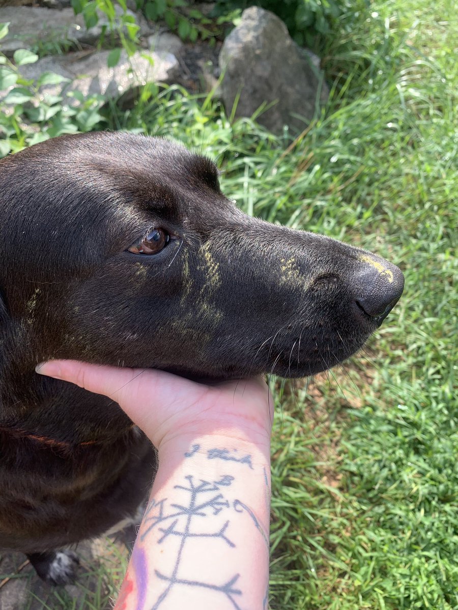 sky_lepidus's tweet photo. Well, now I know why petting the dog makes me sneeze.  

I’ve never had allergies before and this is incredibly annoying. 

#allergies #thanksdog https://t.co/tuDQ0GRw0F