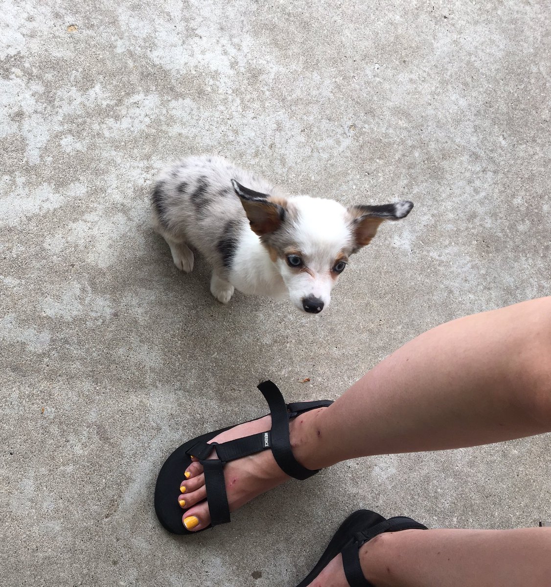 ClaireGoldberg's tweet photo. HELLO AND WELCOME TO TODAY’S EDITION OF #DOGSOFDOORKNOCKING THIS IS THE TINIEST BABY PUPPY IVE EVER SEEN LOOK AT HERRRRR #forthepuppers #forthepeople https://t.co/YjwAjK25fn