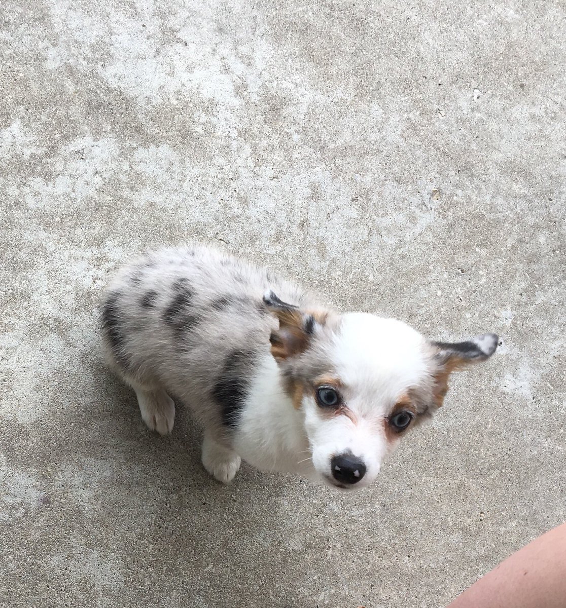 ClaireGoldberg's tweet photo. HELLO AND WELCOME TO TODAY’S EDITION OF #DOGSOFDOORKNOCKING THIS IS THE TINIEST BABY PUPPY IVE EVER SEEN LOOK AT HERRRRR #forthepuppers #forthepeople https://t.co/YjwAjK25fn
