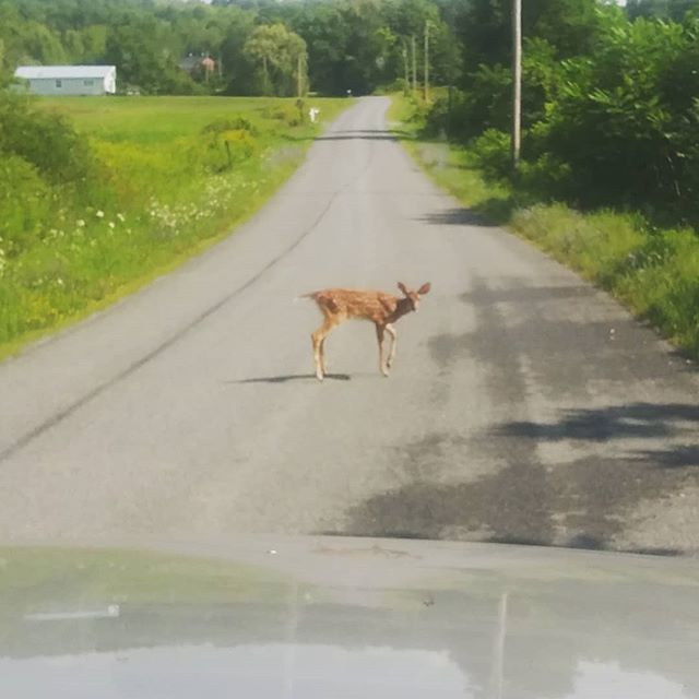createtinyhouse's tweet photo. This fawn stopped and stared at us while the mama ran off the road.
.
.
.
#deer #fawn #animalsofinstagram #summertime https://t.co/ByEub25N0a https://t.co/Pss2Nz1HUc