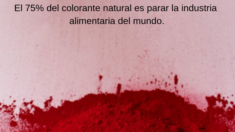 PROAGROSURSAC's tweet image. Carmín para el mundo garantizado. la Joya, Arequipa produce el 90% de la cochinilla con sus  mas de 5000 hectáreas de plantaciones, todo la producción va directo a la industria para transformarlo en carmín. 
#carmine #colornatural #colorantenatural #proagrosursac