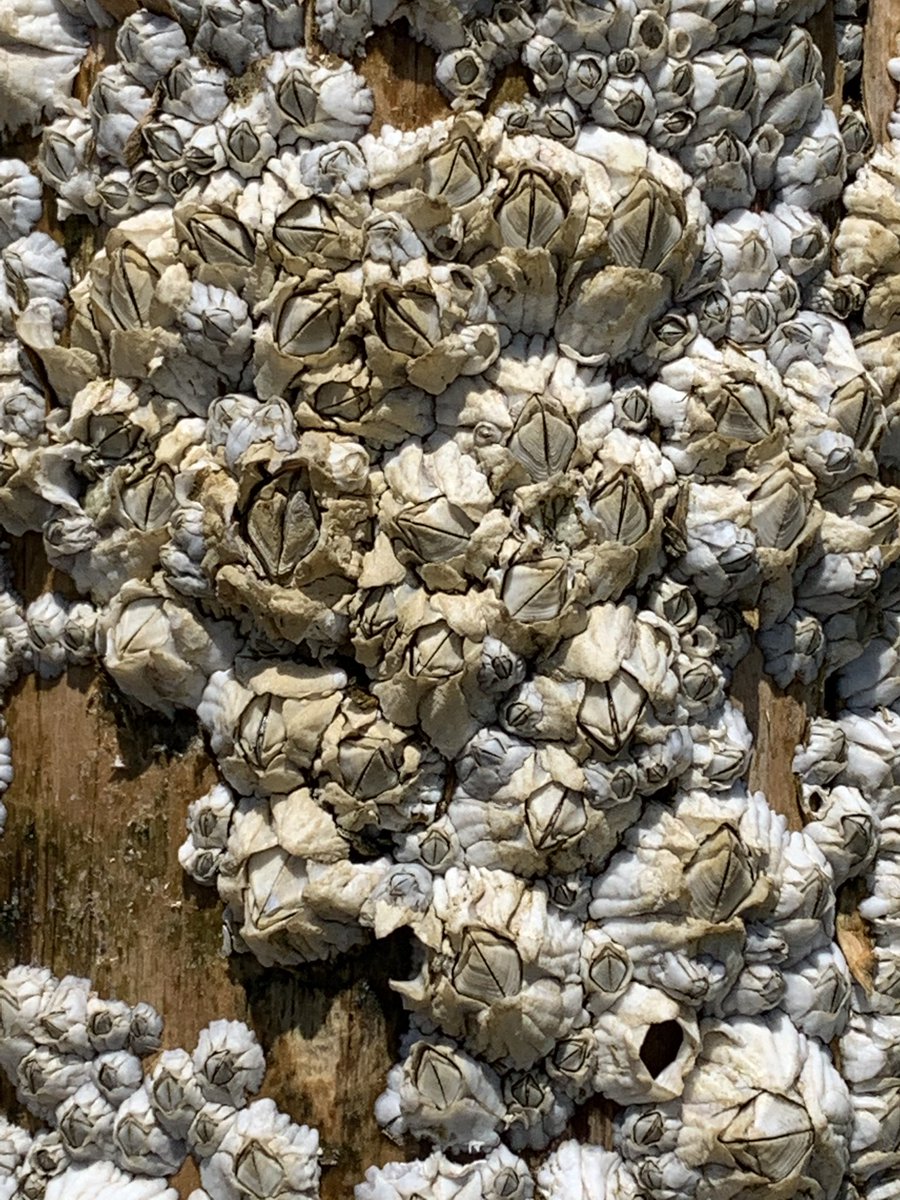imlostinboston's tweet photo. #barnicles #lowtide exploration #atlanticocean #Summer2019 #owlshead #maine https://t.co/iffUUAaYrs