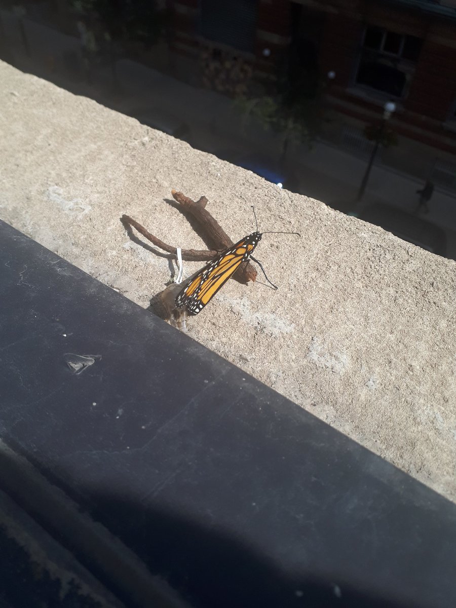 Today <a href="/uniphil_/">410 gone phil</a>  has been doing <a href="/onesandzerosca/">Ones and Zeros</a> stuff for a whole year!! We made molten caramel cake, hatched a butterfly, and watched TV ✌