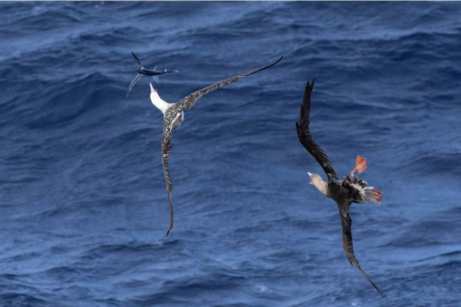 Got a secret, can you keep it? 🤫 

Our #RVInvestigator is in the Coral Sea mapping the seafloor and unlocking seabird secrets. But what does this mean for our vast marine area? 

📰: <a href="/abcnews/">ABC News</a> | 📸: Eric Woehler ^KR

abc.net.au/news/2019-08-2…