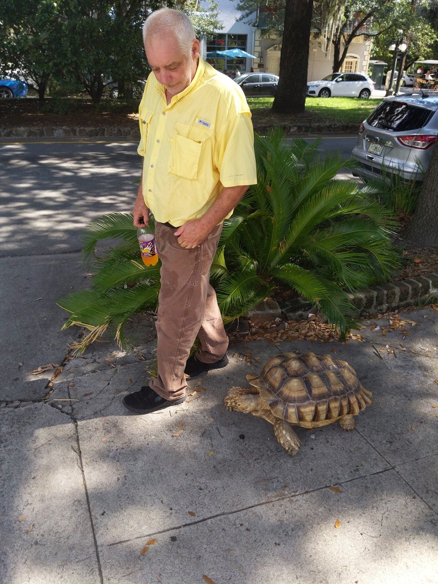 You never know what you’ll see in Savannah! 

Dane Eyres snapped this photo of a man walking his African spurred tortoise this weekend! 🐢