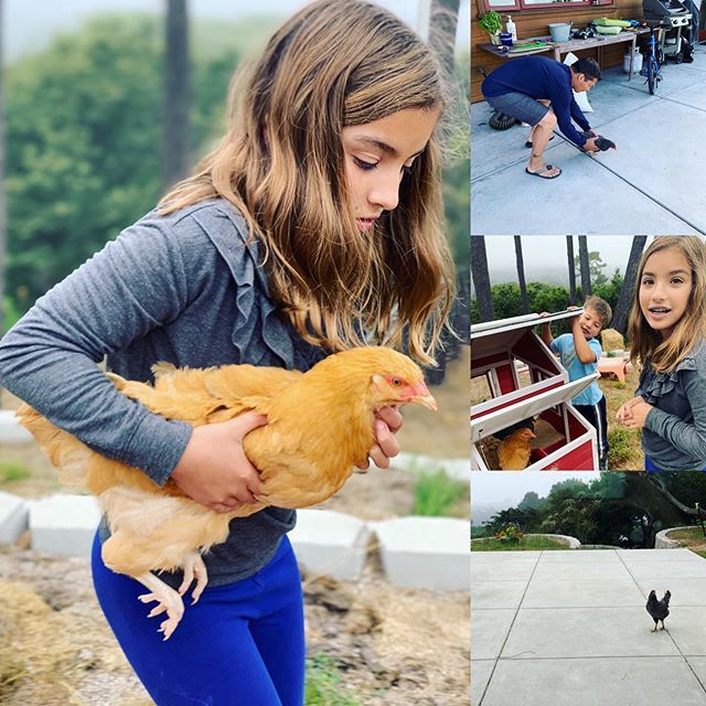 Apparently a pony-sized puppy doesn’t qualify as “livestock” for the rest of my family 🤪😆 ift.tt/3437o47