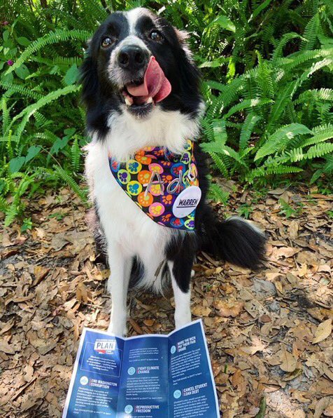 DogsForWarren's tweet photo. This floofy good boy took part in this #WarrenWeekendOfAction because he’s very paw-ssionate about big structural change 🐶💪 (📸 @JaxforW) https://t.co/ADxGLlVj1I