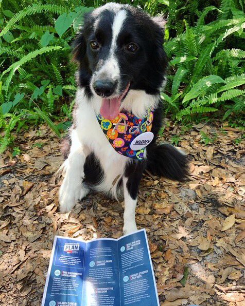 DogsForWarren's tweet photo. This floofy good boy took part in this #WarrenWeekendOfAction because he’s very paw-ssionate about big structural change 🐶💪 (📸 @JaxforW) https://t.co/ADxGLlVj1I