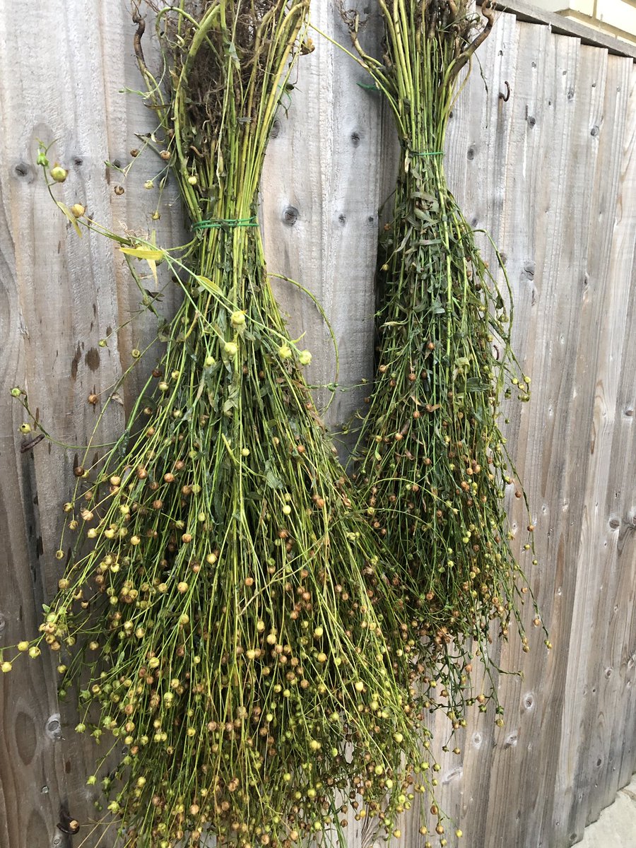 ThreadandWord's tweet image. Growing , harvesting , retting flax @Kent_cloth ... amazing project sowing flax from seed by @francescabaur @FableandBase @IdeasTest #kentflax #fromseed #weave #kent #tankerton