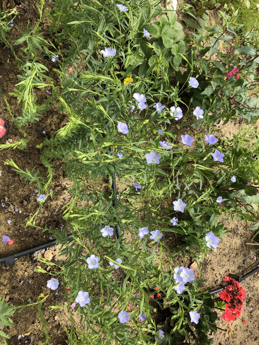 ThreadandWord's tweet image. Growing , harvesting , retting flax @Kent_cloth ... amazing project sowing flax from seed by @francescabaur @FableandBase @IdeasTest #kentflax #fromseed #weave #kent #tankerton
