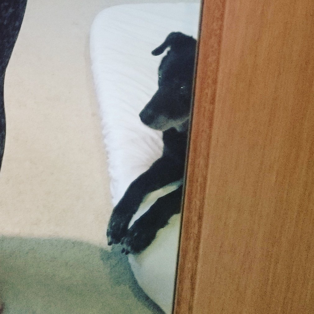 becausemilly's tweet photo. 30.11.2017 ๐ Remember a day every day ๐ #becausemilly #selfiewatch #alwaysclose #mummasgirl #colliecross #rescue #senior #reactivedog #alwaysloved #neverforgotten #dogsoftwitter https://t.co/52ohtEEUE6 ๐พ https://t.co/1x22YkEdcJ