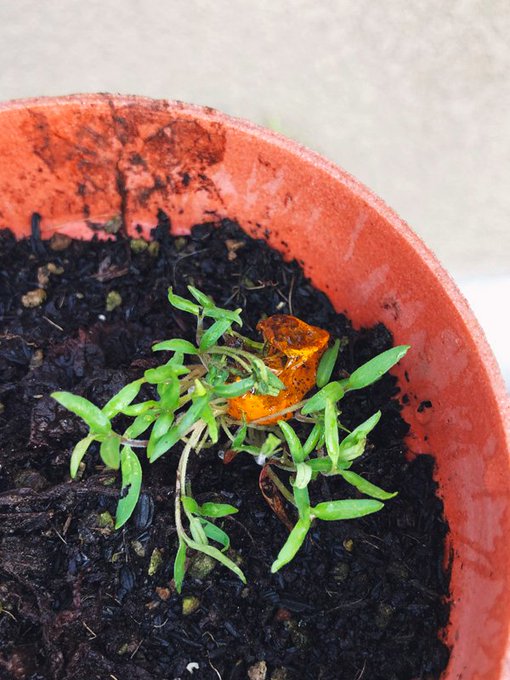 収穫し損ねてやわやわになっちゃったトマトを、使っていない鉢の上に避けたの忘れて放置したら芽が出てきた。こんな感じで発芽するんだね。自然って感じだ(?) 