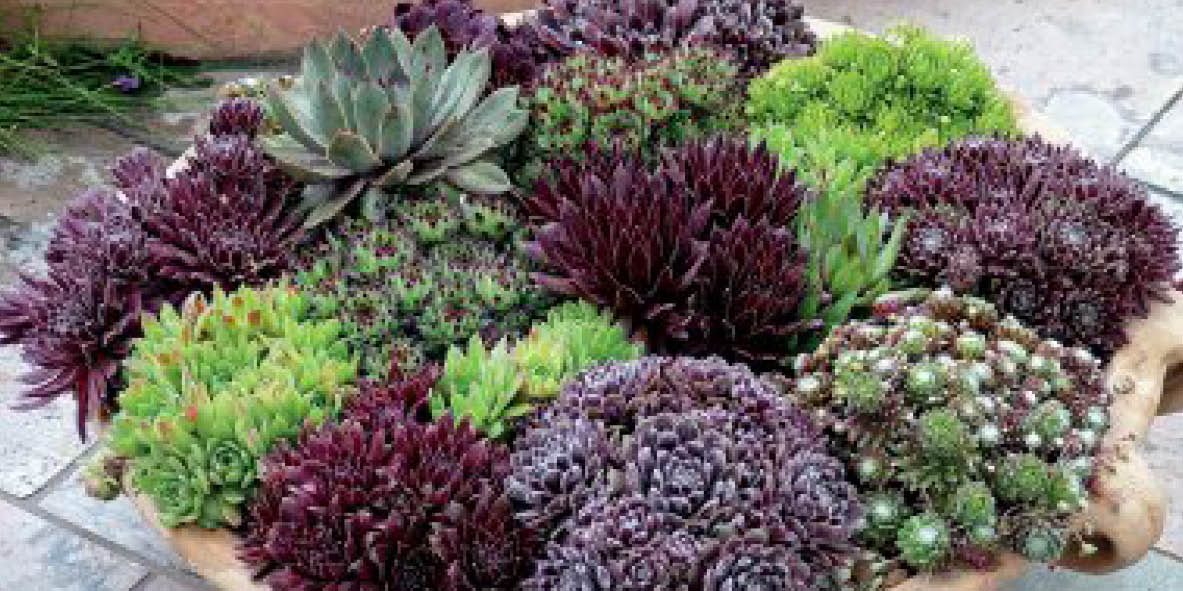 bloomiq's tweet photo. Check out this bright collection of drought-tolerant plants! #bloomiqtips #gardening
https://t.co/HupELnwmUs https://t.co/p2fvX0v1ij