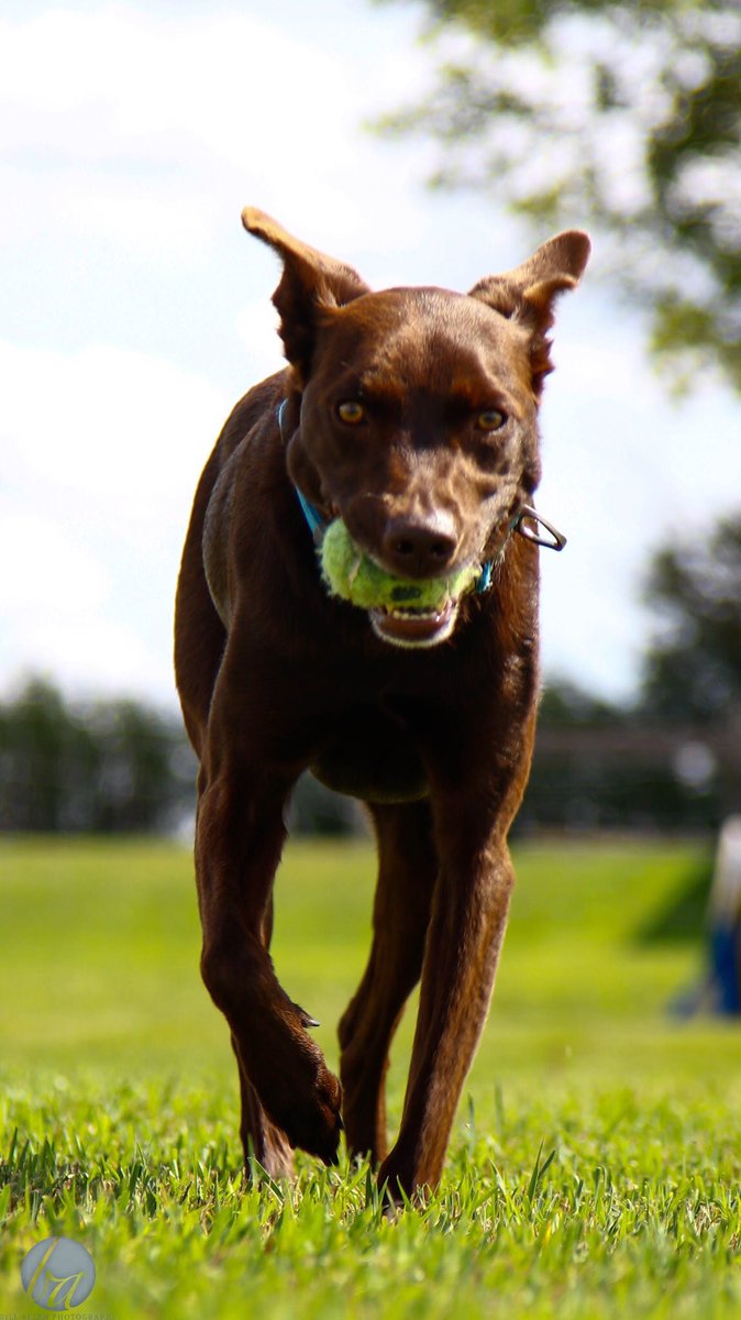 DogsCanada's tweet photo. Maya
@playaanimal https://t.co/IRReckDs4N