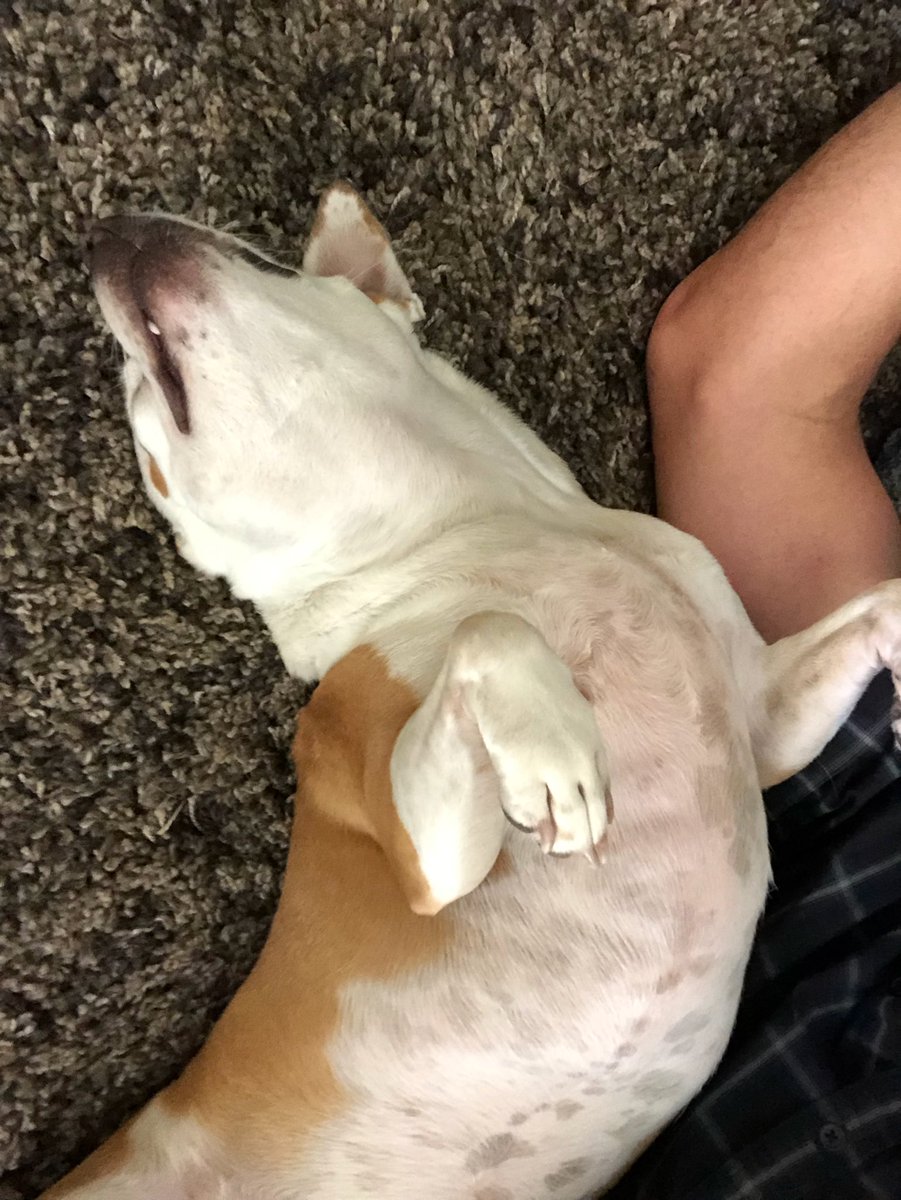 Montessi's tweet image. Ball game. #Framberlamberdingdong #Highlyoffensive #TakeItBack