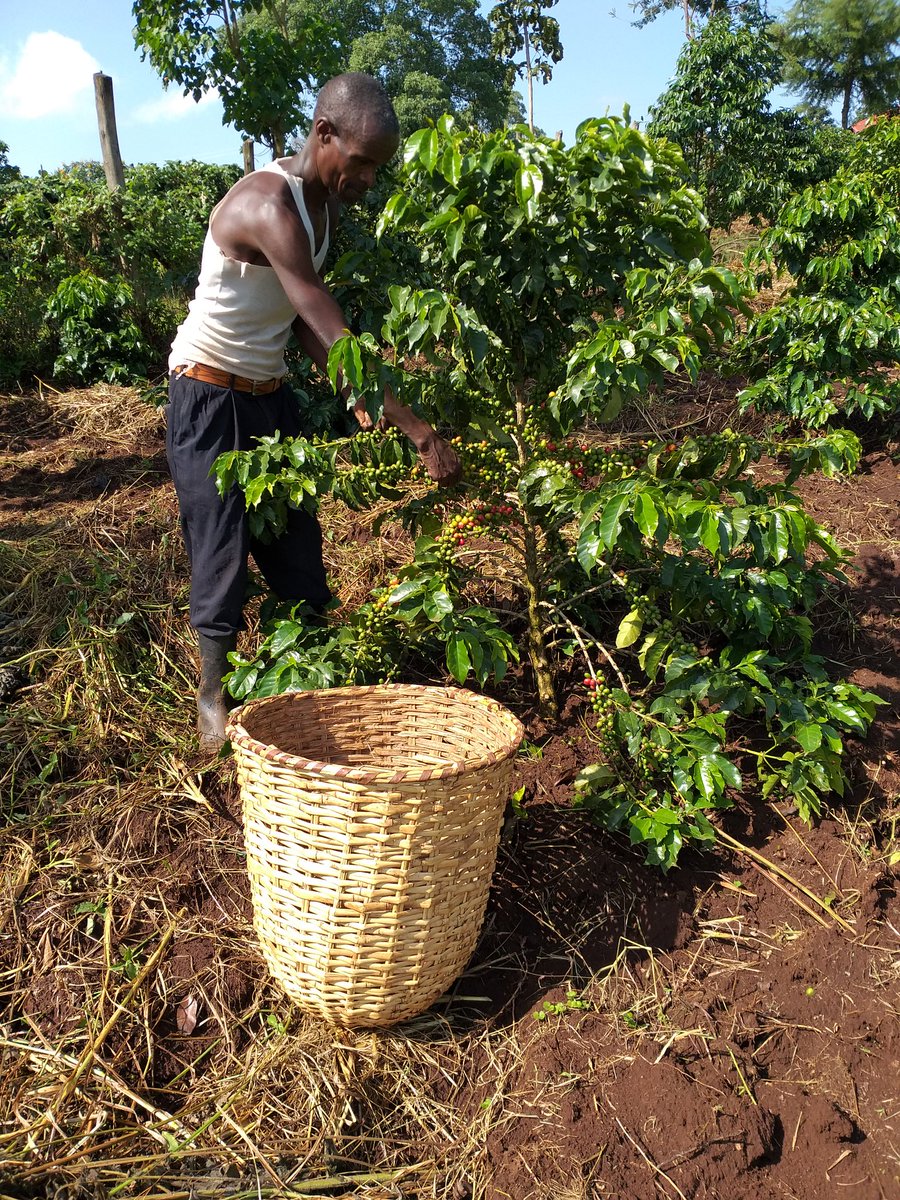 COFFEE:Providing employment for the youth as well as being foreign exchange earner, coffee berries are here harvested by David Tanui at Kapkurmeny