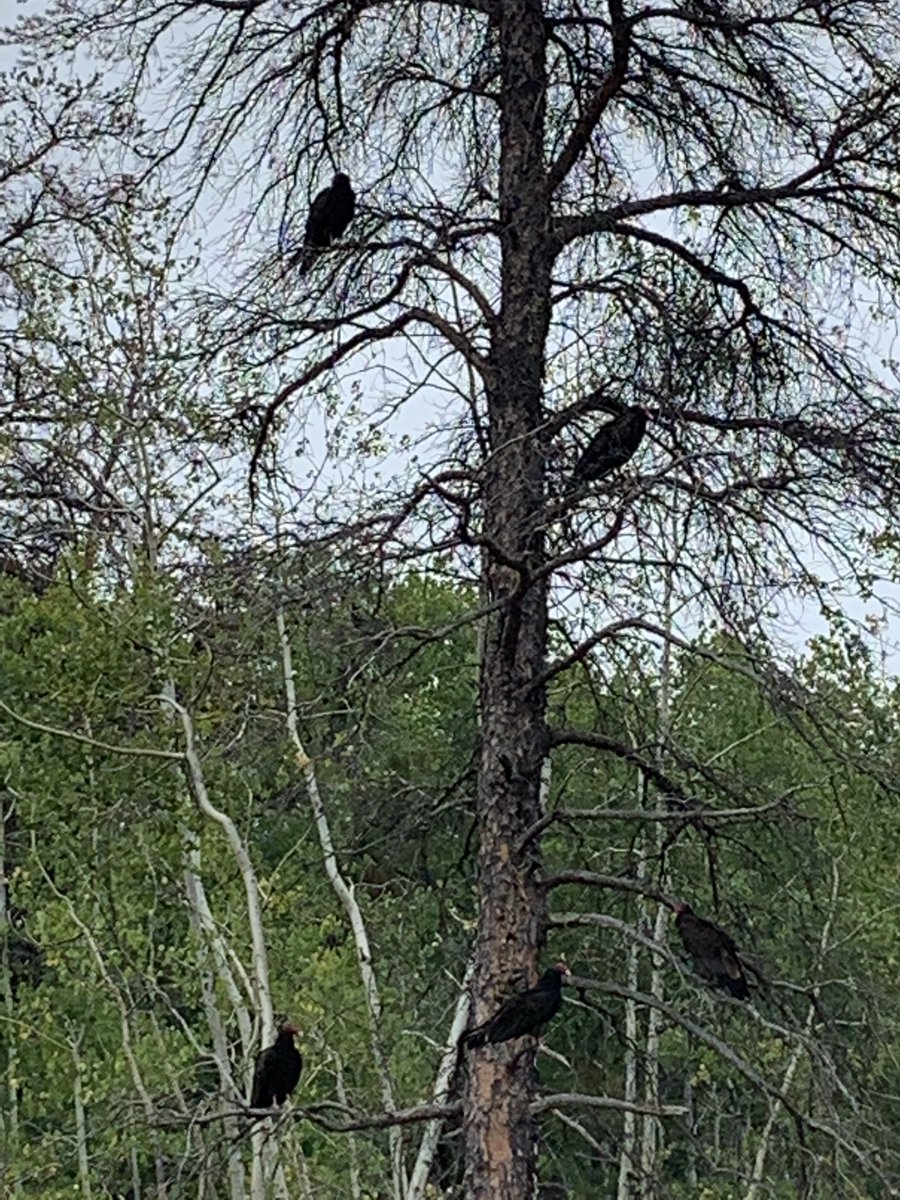 FionaOdlum's tweet photo. Ok these are TERRIBLE photos but we spotted this massive crew of turkey vultures near Victoria Beach.

They were MASSIVE and gave zero f’s. 

#SoDamnCool #NatureIsScaryFun https://t.co/VSV781rURZ