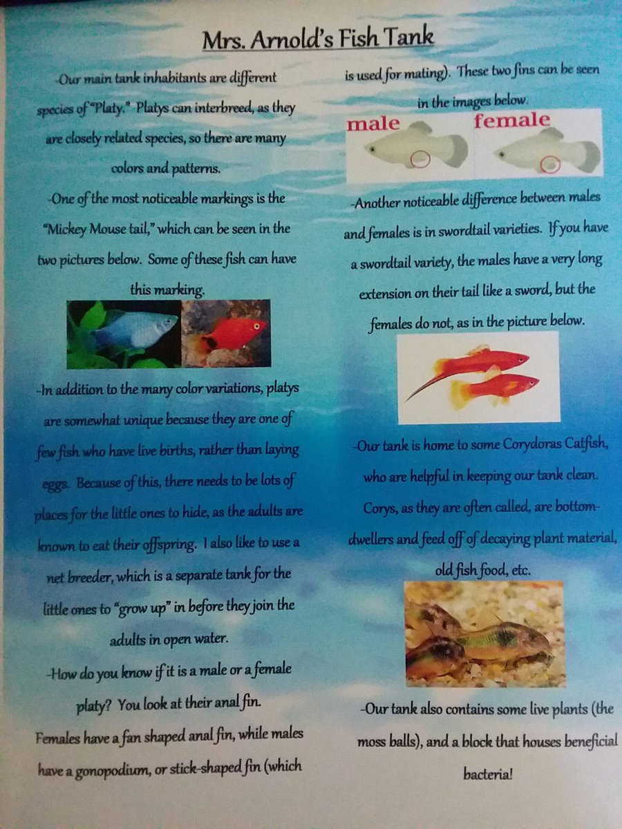 EarnoldMrs's tweet photo. I updated the educational sheet I keep by the fish tank to include some new types of Platy I bought! #ClassPets #FishInTheClassroom #EducationalPets https://t.co/hm63anchH2