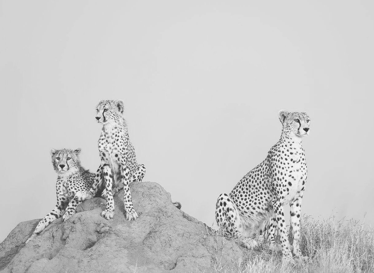 SerengetiCheeta's tweet photo. #Brandy in black and White!
#serengeticheetahs #cheetahswemonitor #spottycats #talisker #termitemound #cubs #motherhood #serengeticheetahproject #wcs #zsl
@SarahMDurant
@SerengetiCheeta @WCSTanzania @ZSLconservation @OfficialZSL @AnneWHilborn https://t.co/CtIKcnUtu4