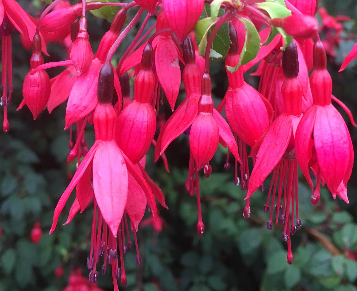 Jdbfitzgerald's tweet photo. #Gallarus #Oratory #DinglePeninsula #Fuchsia https://t.co/UxE0pMKS5r