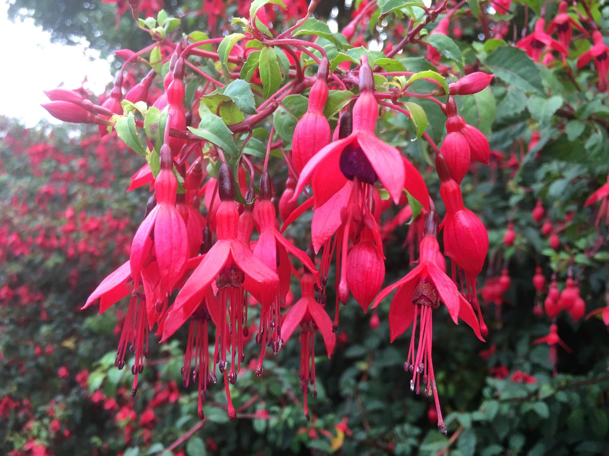 Jdbfitzgerald's tweet photo. #Gallarus #Oratory #DinglePeninsula #Fuchsia https://t.co/UxE0pMKS5r