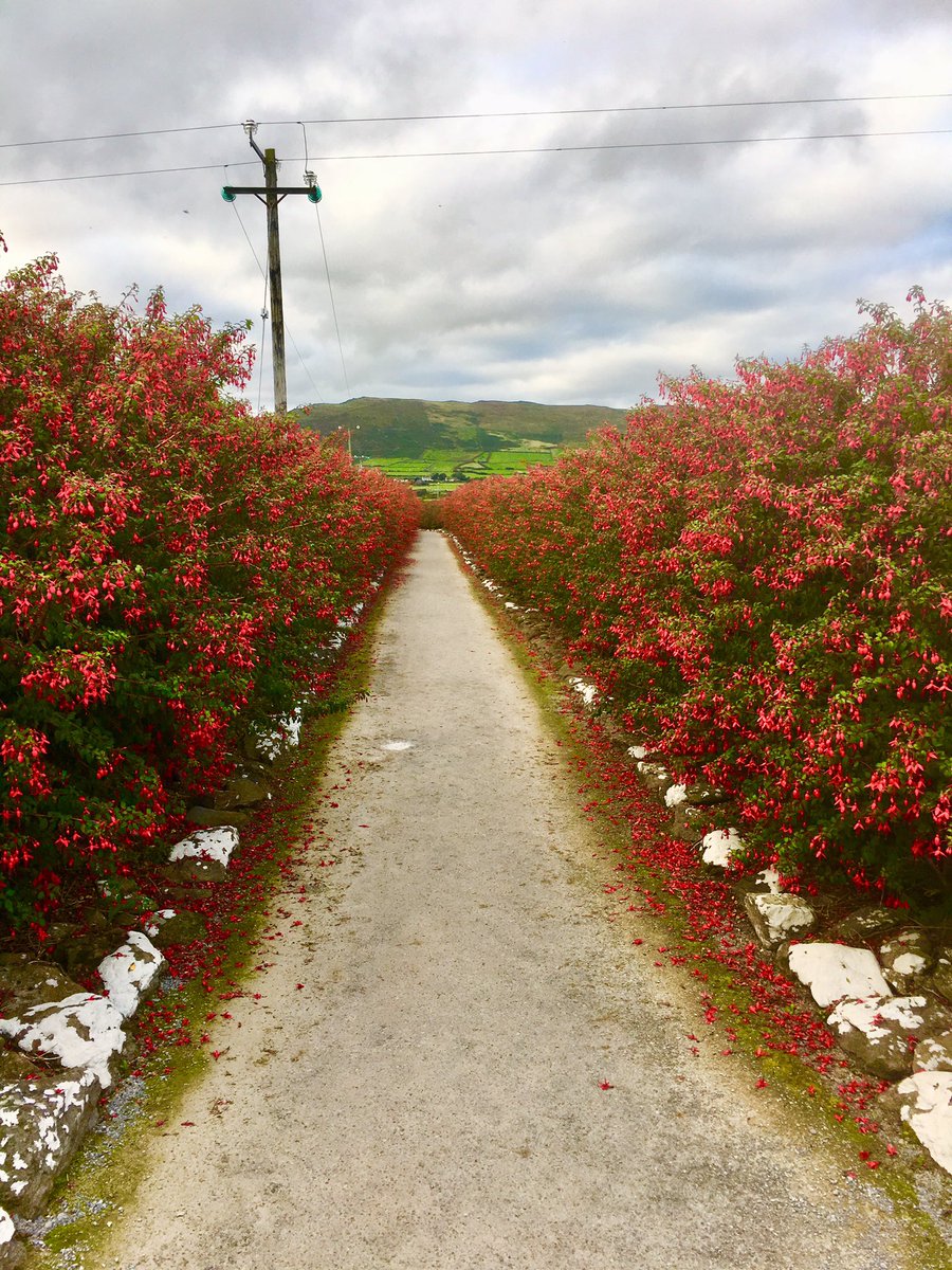 Jdbfitzgerald's tweet photo. #Gallarus #Oratory #DinglePeninsula #Fuchsia https://t.co/UxE0pMKS5r