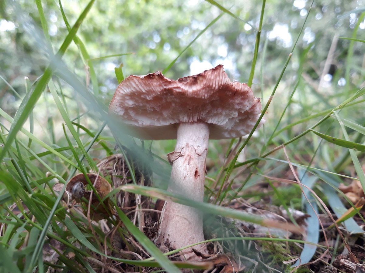 Wanderinforager's tweet photo. The tasty Amanita Rubescens aka the blusher #oaktree #mycorrhizae https://t.co/0EPJAtpsss