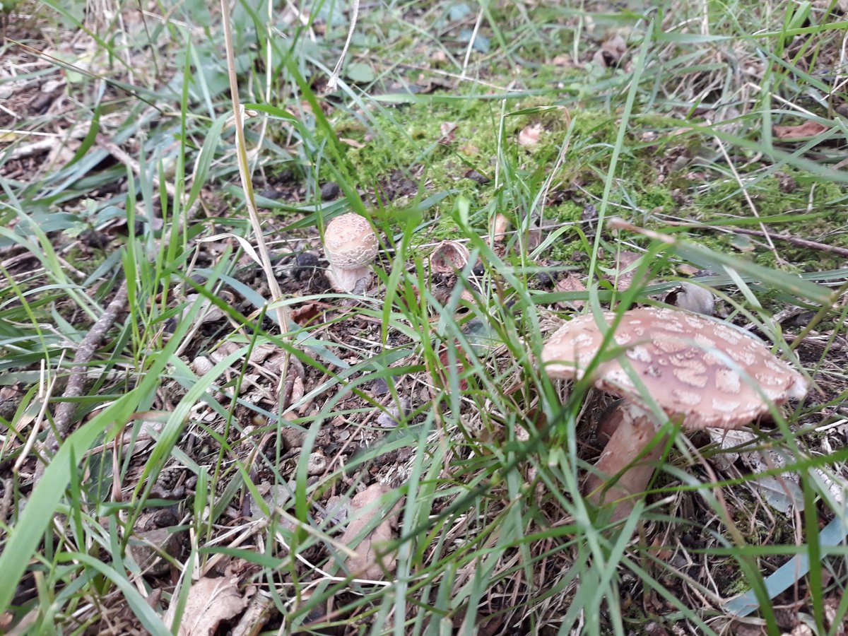 Wanderinforager's tweet photo. The tasty Amanita Rubescens aka the blusher #oaktree #mycorrhizae https://t.co/0EPJAtpsss