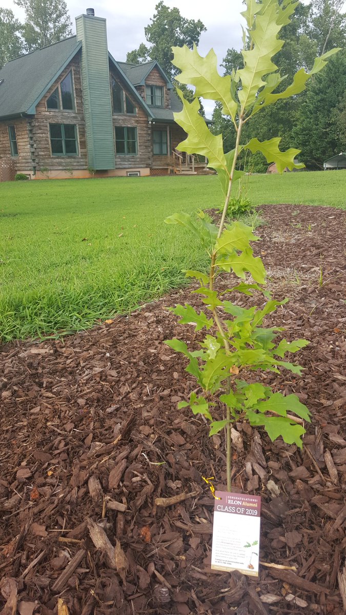 Jonesa7Jones's tweet photo. My sapling's new home ❤ #Elonsapling #ElonEd #ElonAlumni https://t.co/onqb5cVUeY