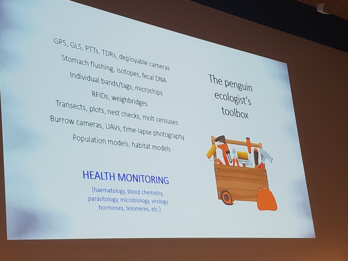 Penguin ecologists should consider adding health monitoring to their toolbox, looking into the individual, to help answer questions about what is affecting penguins #IPC10