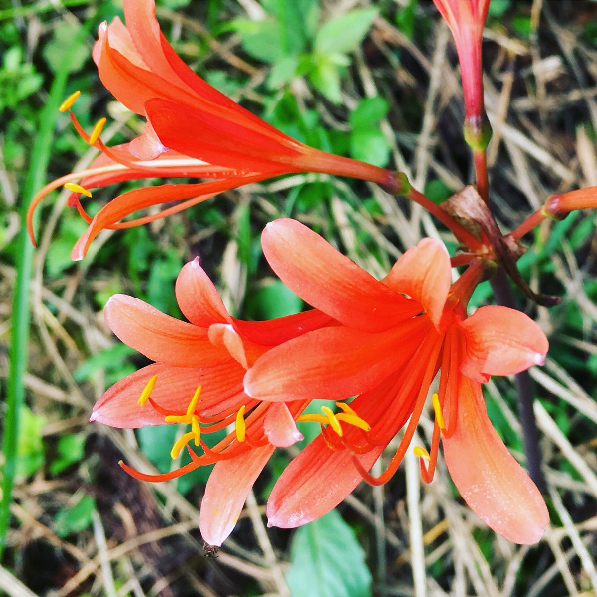 池ポチャ野郎 Twitter પર 名前が面白い花 キツネノカミソリ 狐の剃刀 花 フラワー オレンジの花 有毒性 球根植物 花が咲くと葉が無くなる 細長い葉っぱ ヒガンハナ科