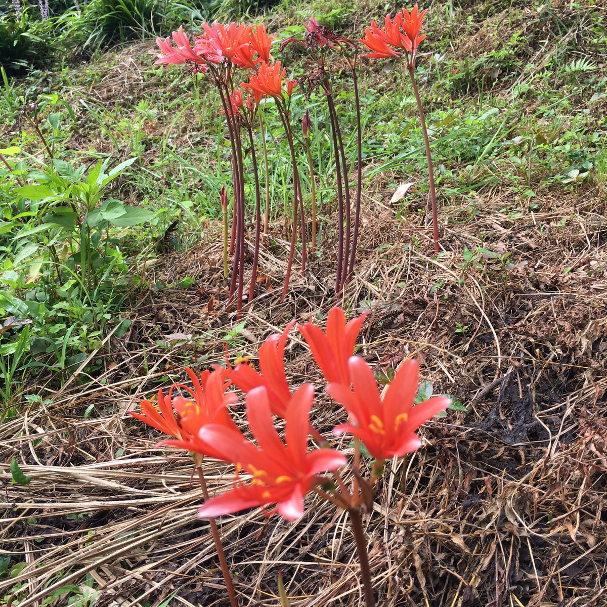 池ポチャ野郎 Twitter પર 名前が面白い花 キツネノカミソリ 狐の剃刀 花 フラワー オレンジの花 有毒性 球根植物 花が咲くと葉が無くなる 細長い葉っぱ ヒガンハナ科