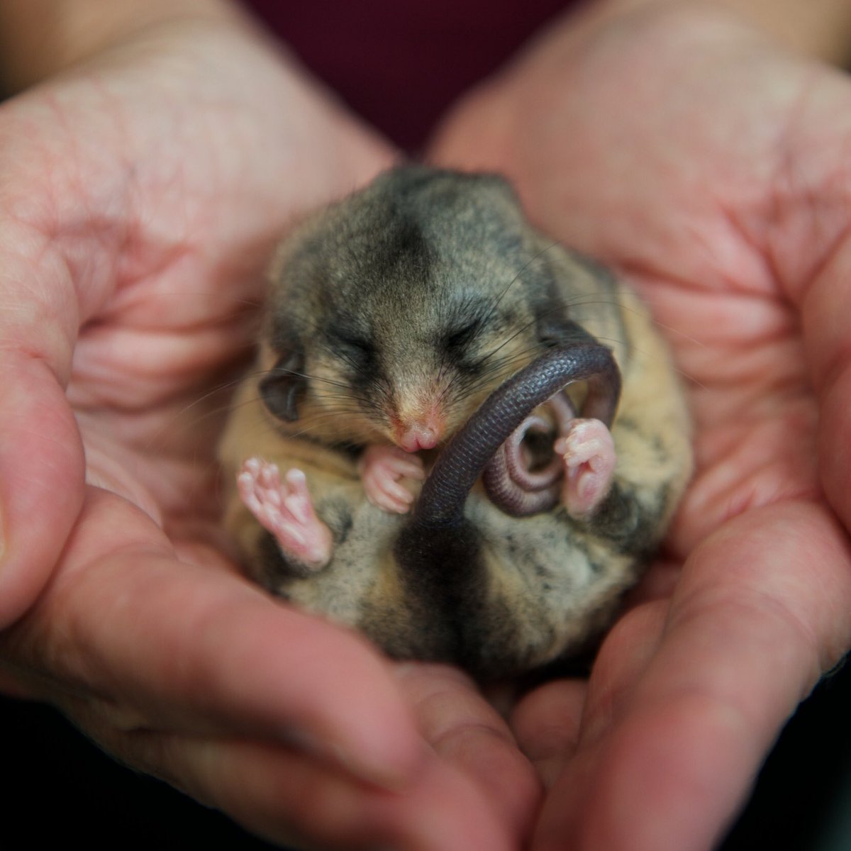 ❗️HELP❗️This spring, Mountain Pygmy-possums are facing the fight of their lives after Bogong Moth numbers have collapsed. 

We’re asking south-east Australians to make one simple change: turn off unnecessary outside lights overnight. More ➡️ zoo.org.au/possums