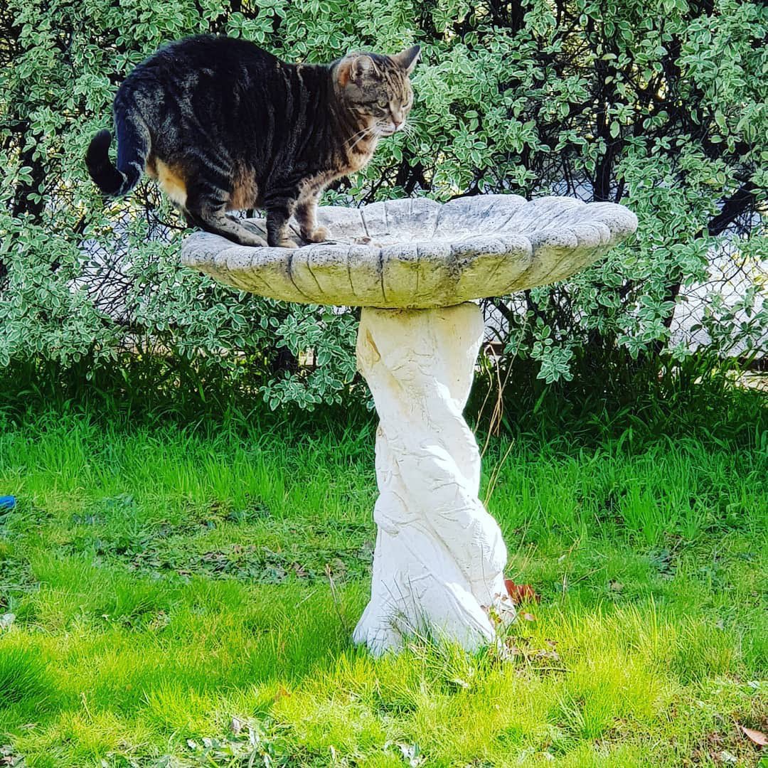 PussCattius's tweet photo. A little throwback for a Monday. When I thought I was a bird. #catsoftwitter #tabbytroop #tabbycat #birdcat #catbird https://t.co/vwwp3o1Kw4