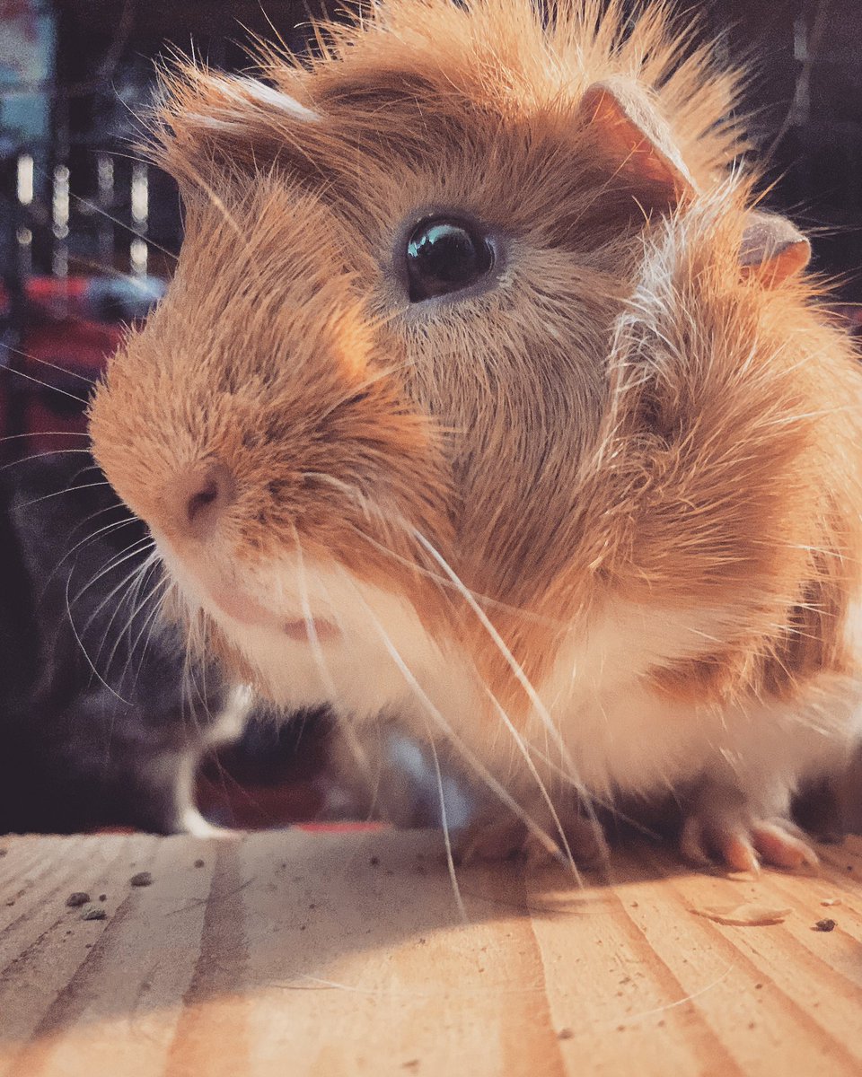 CavyBon's tweet photo. Alfredo says thanks for stopping by to see us today on twitch! We will be LIVE again tomorrow 🐷 come hanging! #guineapig #guineapigs #cute #cavy #cavylover #cavylife #cavysofinstagram #guineapigsofinstagram #twitch #streaming #streamer #breastcancer #breastcancerawareness https://t.co/BDxFPl0iAp