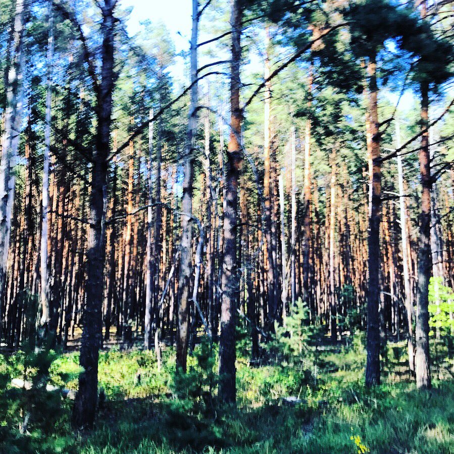 En réalité cet arrêt de bus sert aux Soviets à cacher l’existence d’un énorme radar planqué à 3 km plus loin dans la forêt, dontes arbres ont été partiellement plantés artificiellement par l’armée.  #Tchernobyl  (Plus de photos:  http://Instagram.com/nashtagstagram )