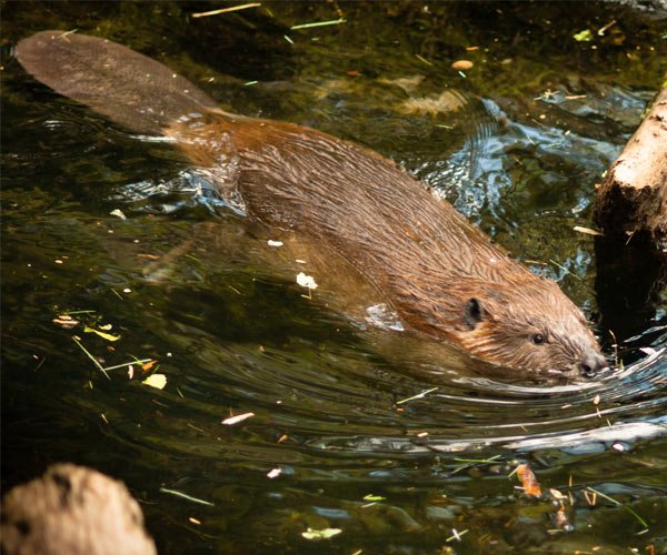 adirondacknet's tweet photo. Did you know that beavers are second only to humans in their ability to modify their environment? More beaver facts here: https://t.co/Yh2SdzY7Ct https://t.co/IsfuiKeHF2