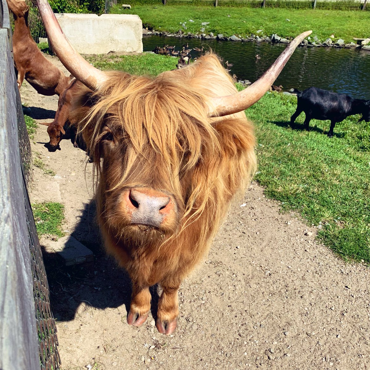 40歳からのアメリカ 現地採用 ファーマーズマーケットにイケメンの牛がいた