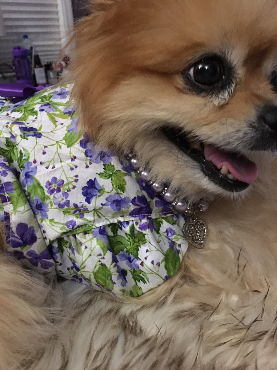 PeachesPomPom1's tweet photo. @MissTinkIEckert Dere are no wurds adequate to soothe de loss of such a beloved baby as Tinkerbella. Yoo are in our harts. I will don a pretty dress an my sisters perls in honor of my furiend an sister fashionista. *bows head, wipes tears with floof* #OTRB #Tinkerbella #Fashionista https://t.co/9qRHI9vFAt