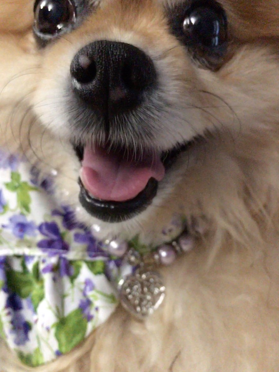 PeachesPomPom1's tweet photo. @MissTinkIEckert Dere are no wurds adequate to soothe de loss of such a beloved baby as Tinkerbella. Yoo are in our harts. I will don a pretty dress an my sisters perls in honor of my furiend an sister fashionista. *bows head, wipes tears with floof* #OTRB #Tinkerbella #Fashionista https://t.co/9qRHI9vFAt