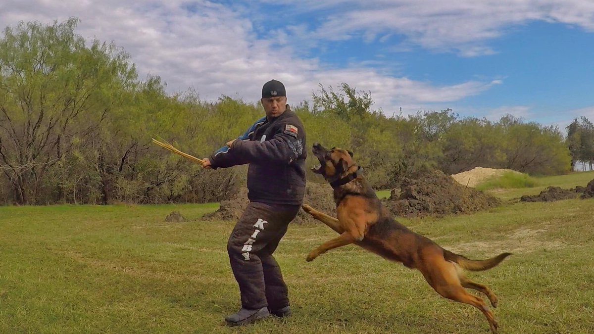 GPPD_K9_Unit's tweet image. #K9Jurek during the @GrandPrairiePD  &amp;amp; @GPPD_K9_Unit K9 Competition last year.  Join us this year as the completion is open for the public to watch.  See the flyer for more info.  #GPPD #K9Competition #policeK9