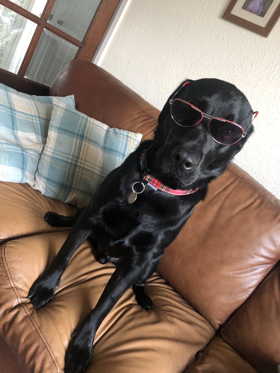 MarkJ1981's tweet photo. Jasper’s looking cool!! #dogs https://t.co/KQaHgiKcPL