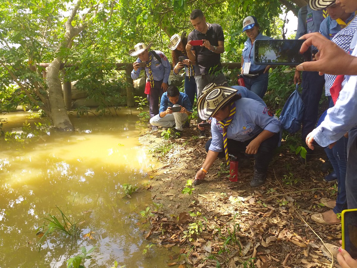 econbiba's tweet photo. #BoyScouts de todo el país viviendo la experiencia de regresar a su hábitat (ElSinú) a la #TortugaDeRío.. Un gran compartir lleno de energía y aprendizaje...
@TurtleSurvival @WCSColombia
@DisneyAnimals @FMSDColombia @Paquetours @scoutsipguamonteria
#Visitanos... https://t.co/sBK9khaG8Z