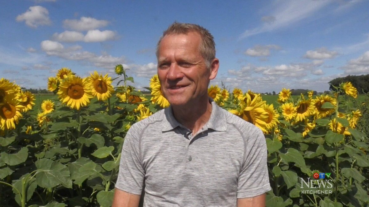 CTVKitchener's tweet photo. A Floradale farmer tells @CTVZayn anyone can take sunflowers from his field for free, but are encouraged to leave a donation. https://t.co/SvMc0f87PP https://t.co/WTQwfwkLGG