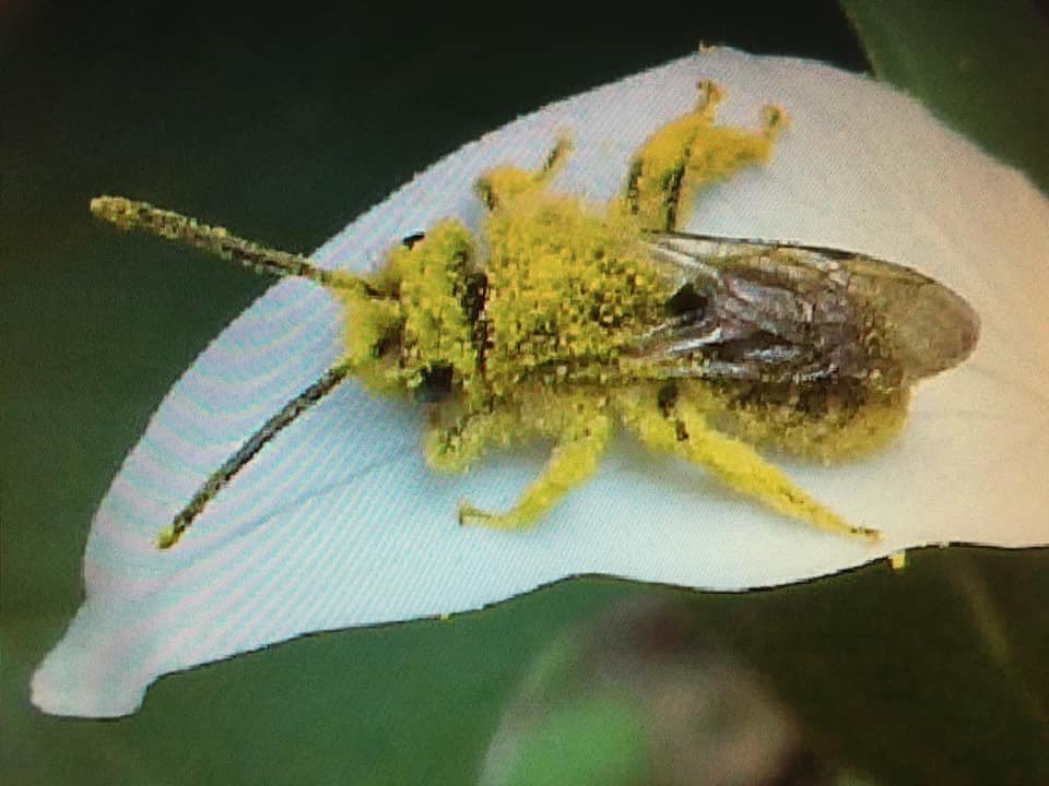 ForestServiceNW's tweet photo. #DYK that 1 out of every 3 bites Americans take is brought to us by pollinators? Thank a pollinator today! https://t.co/pHZjXjCwQK